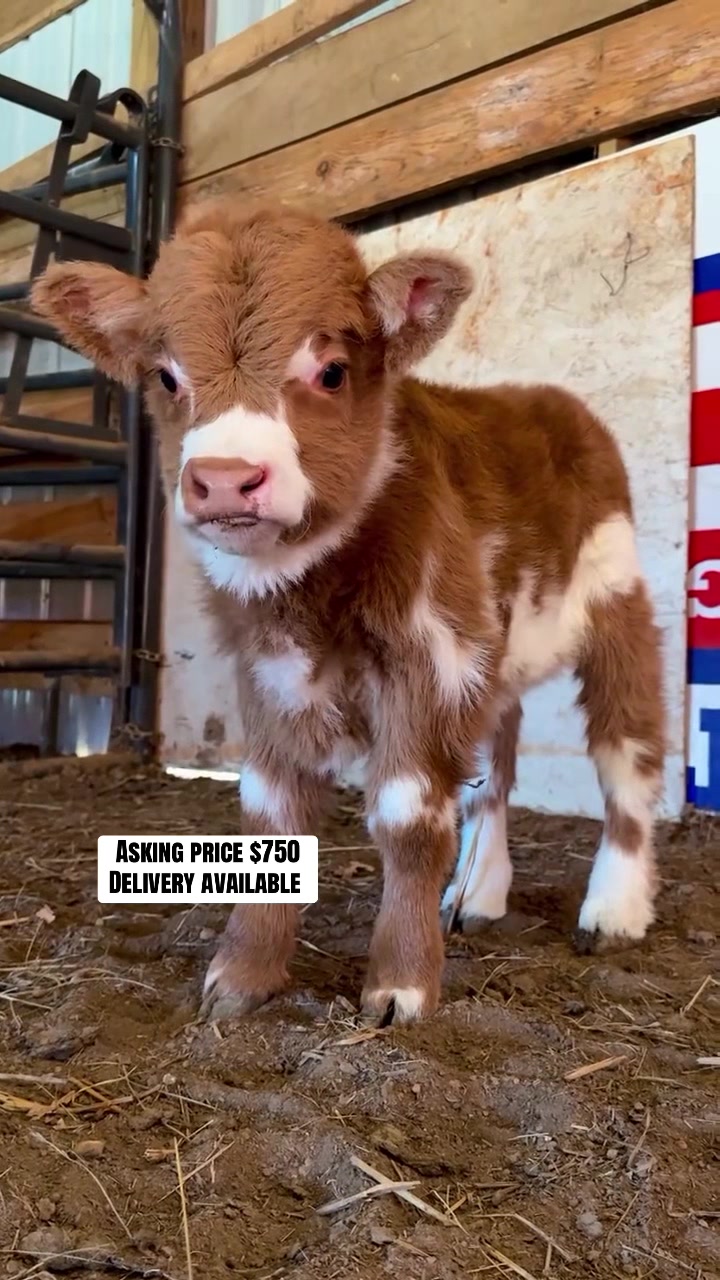 @landycows3