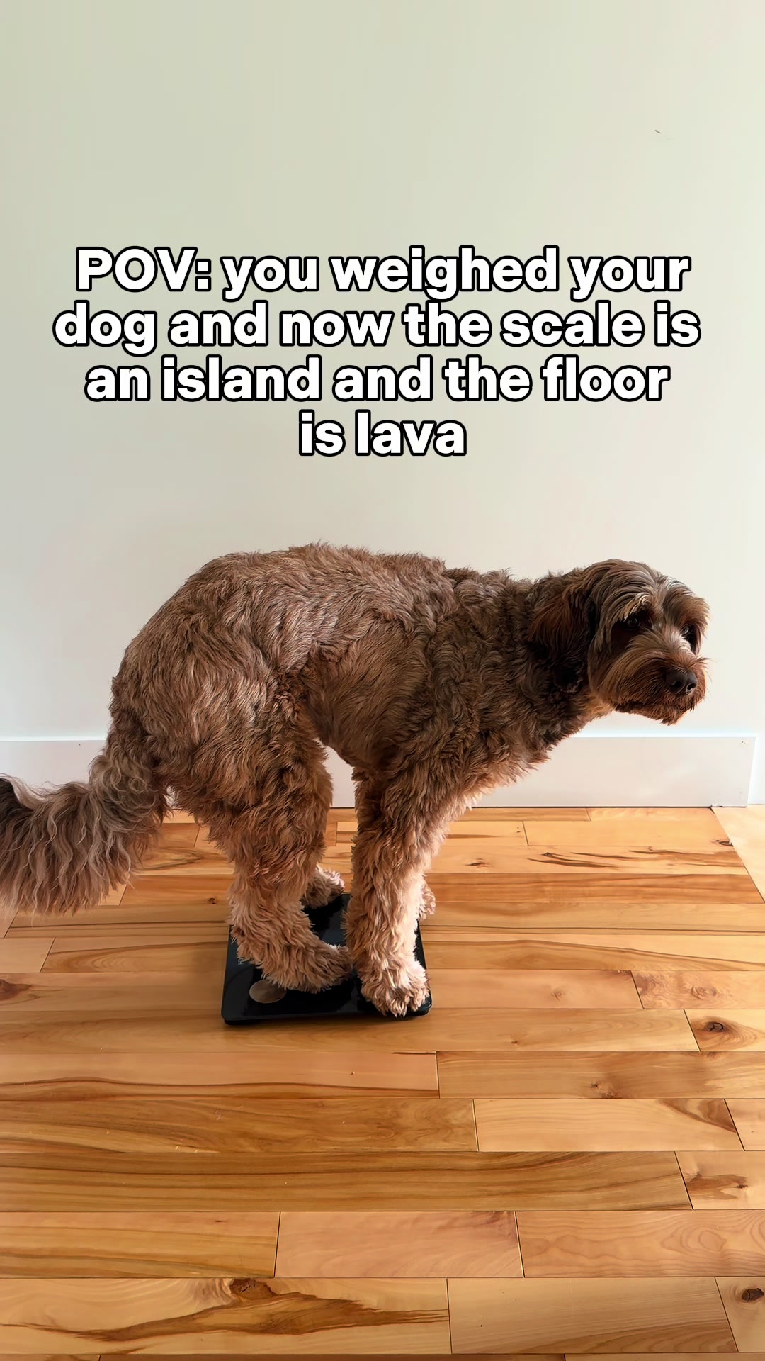 @Dogs Made Simple