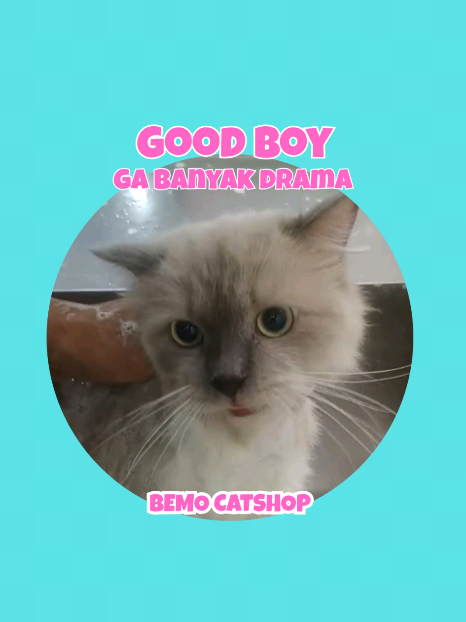 @Bemo Catshop