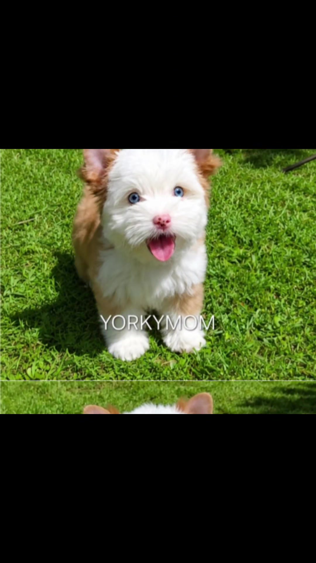 @theYorkymom