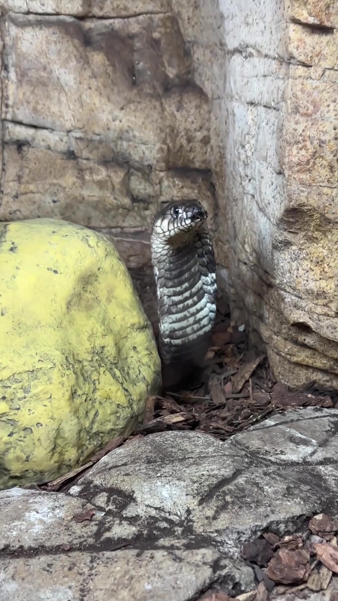 @The Reptile Zoo