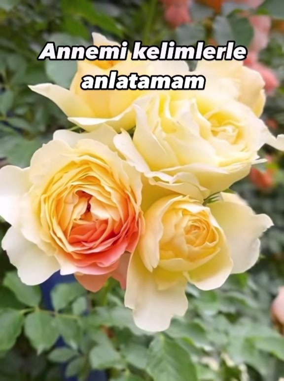 @İslam sayfası 🌸