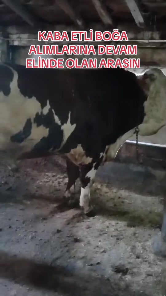 @Özenşimşek36