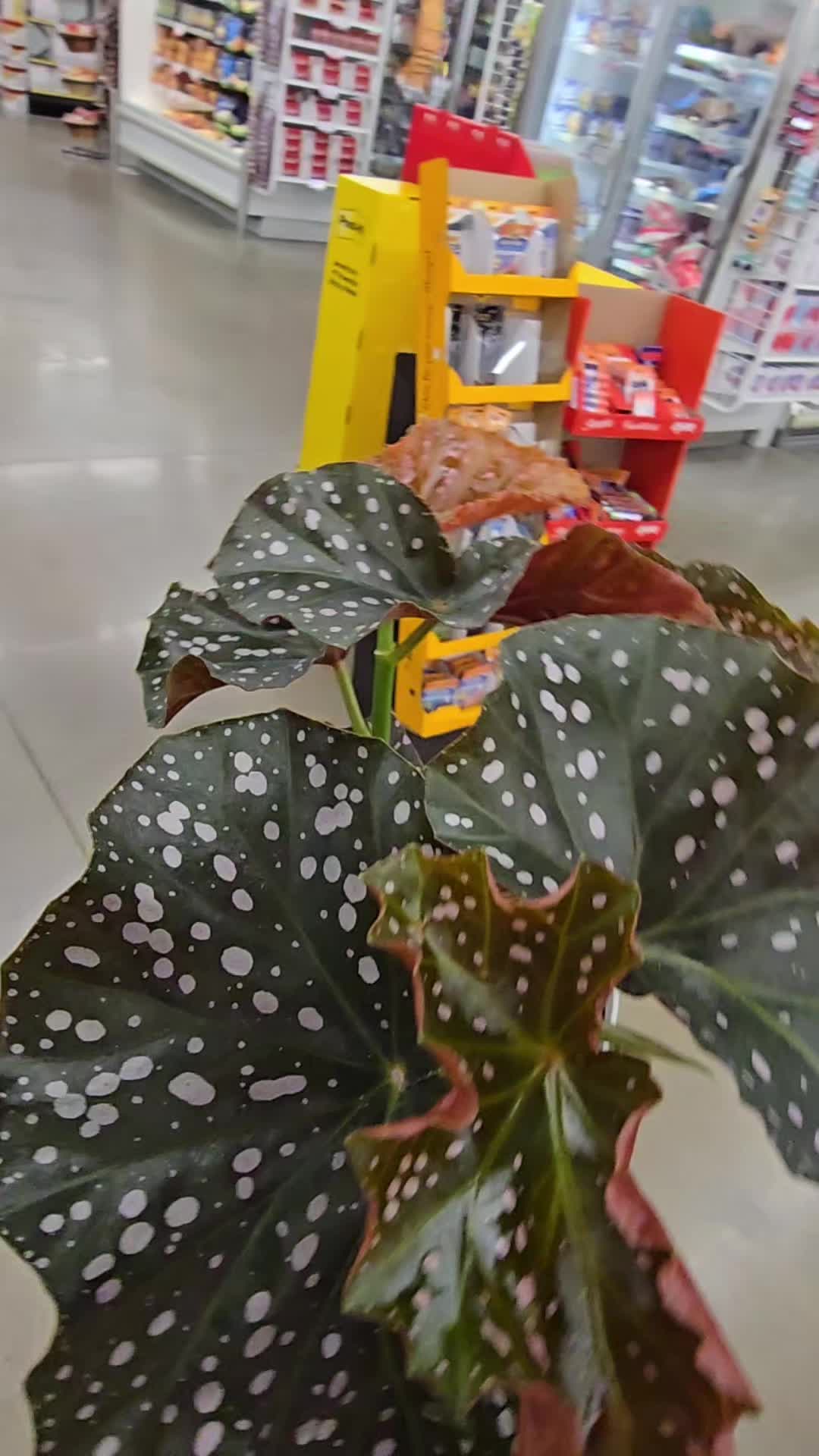 @JT - BigEGOPlants