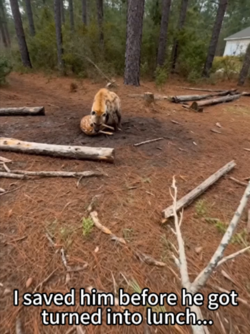 @PawsUnited