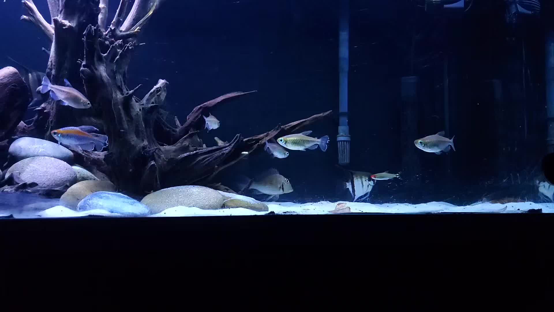 @Dave's Aquatics