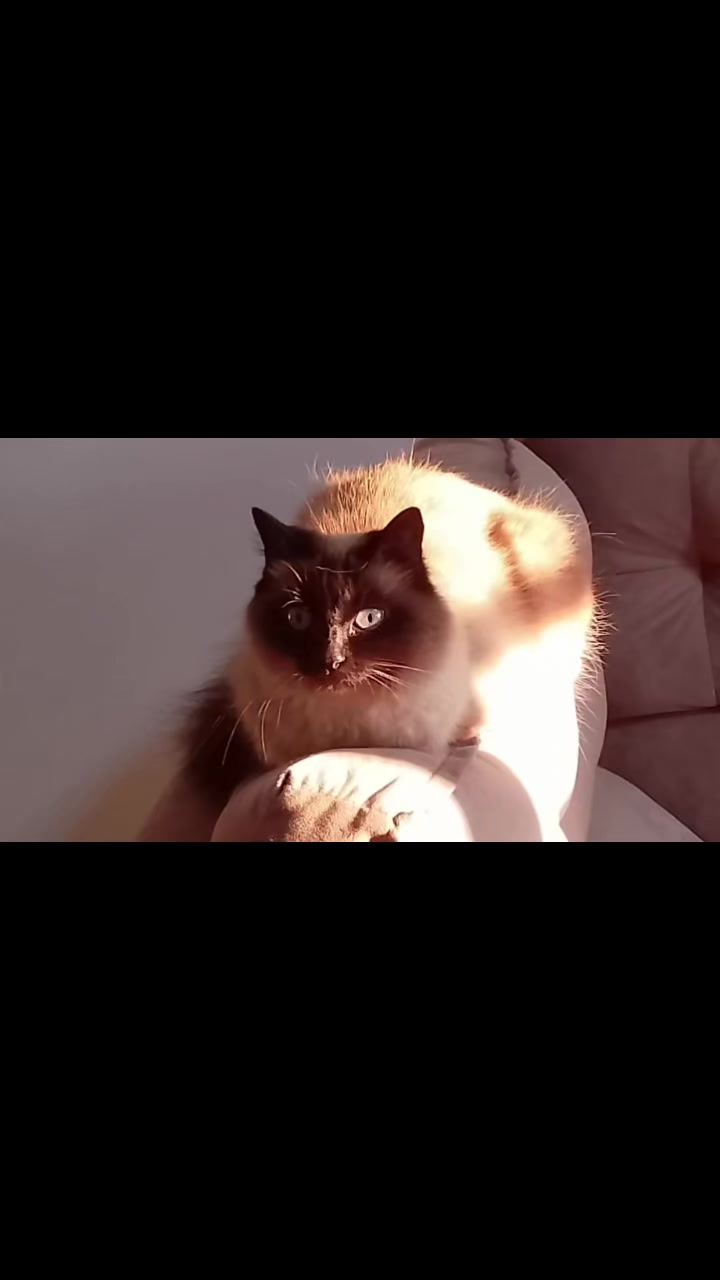 @cissarossato🍒😻
