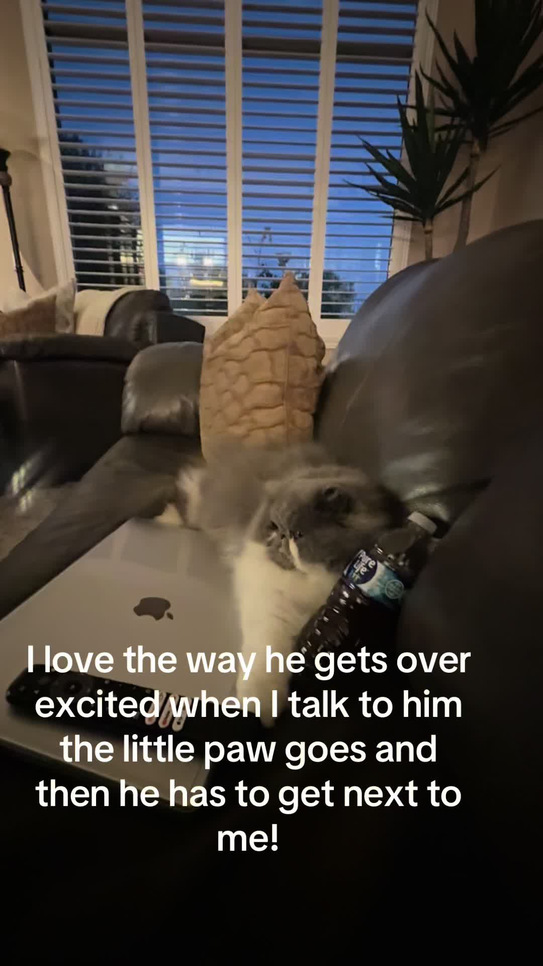 @Biscotti & Figaro