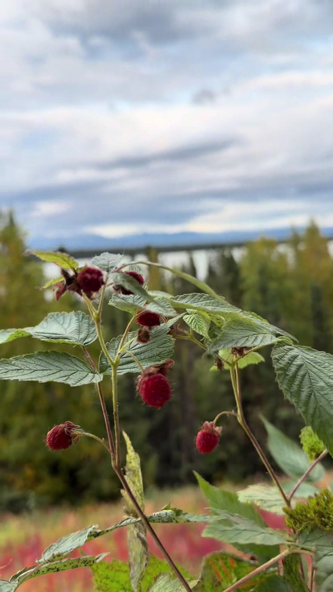 @USA Alaska життя навколо мене