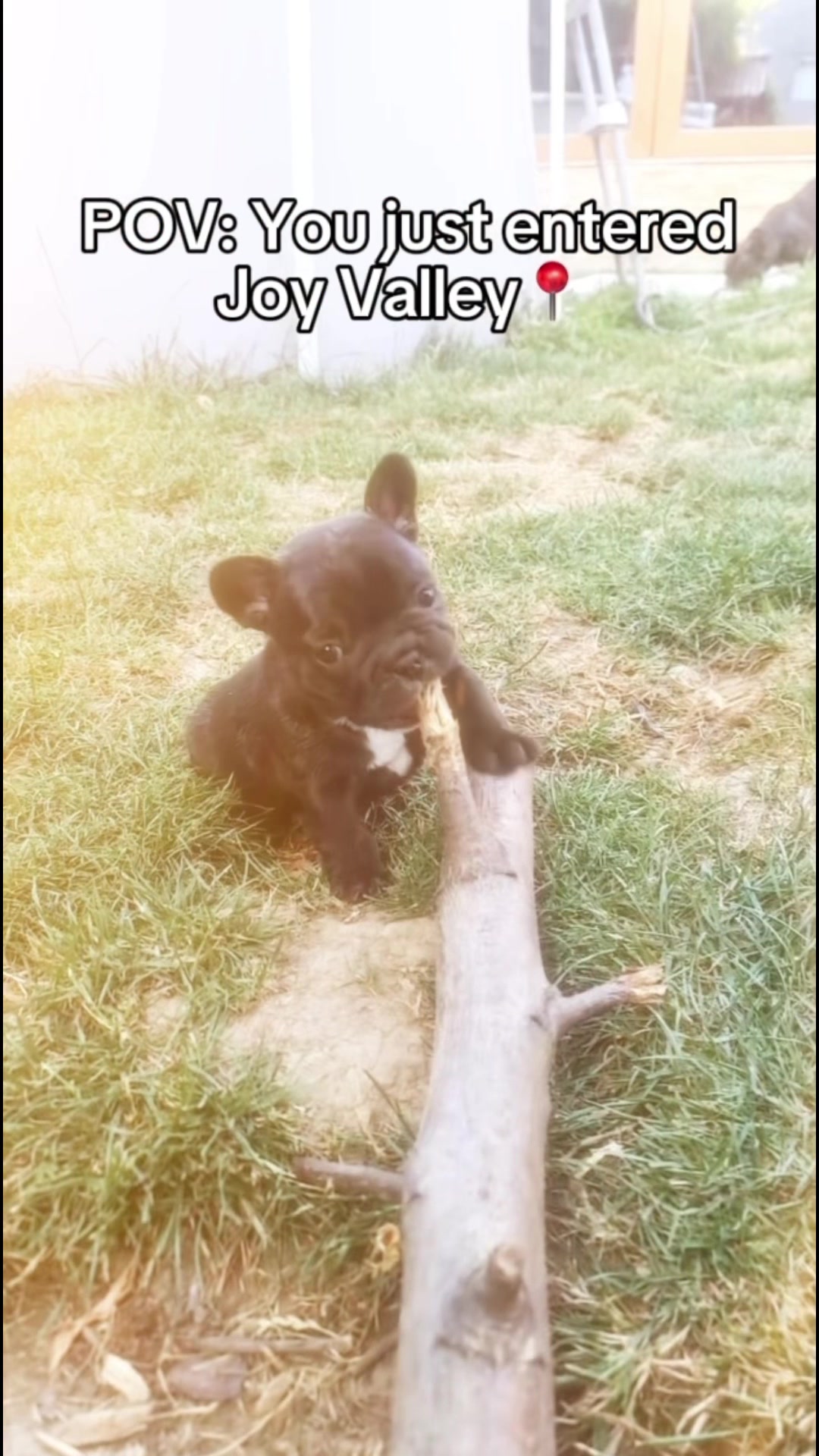 @Pibble Plug