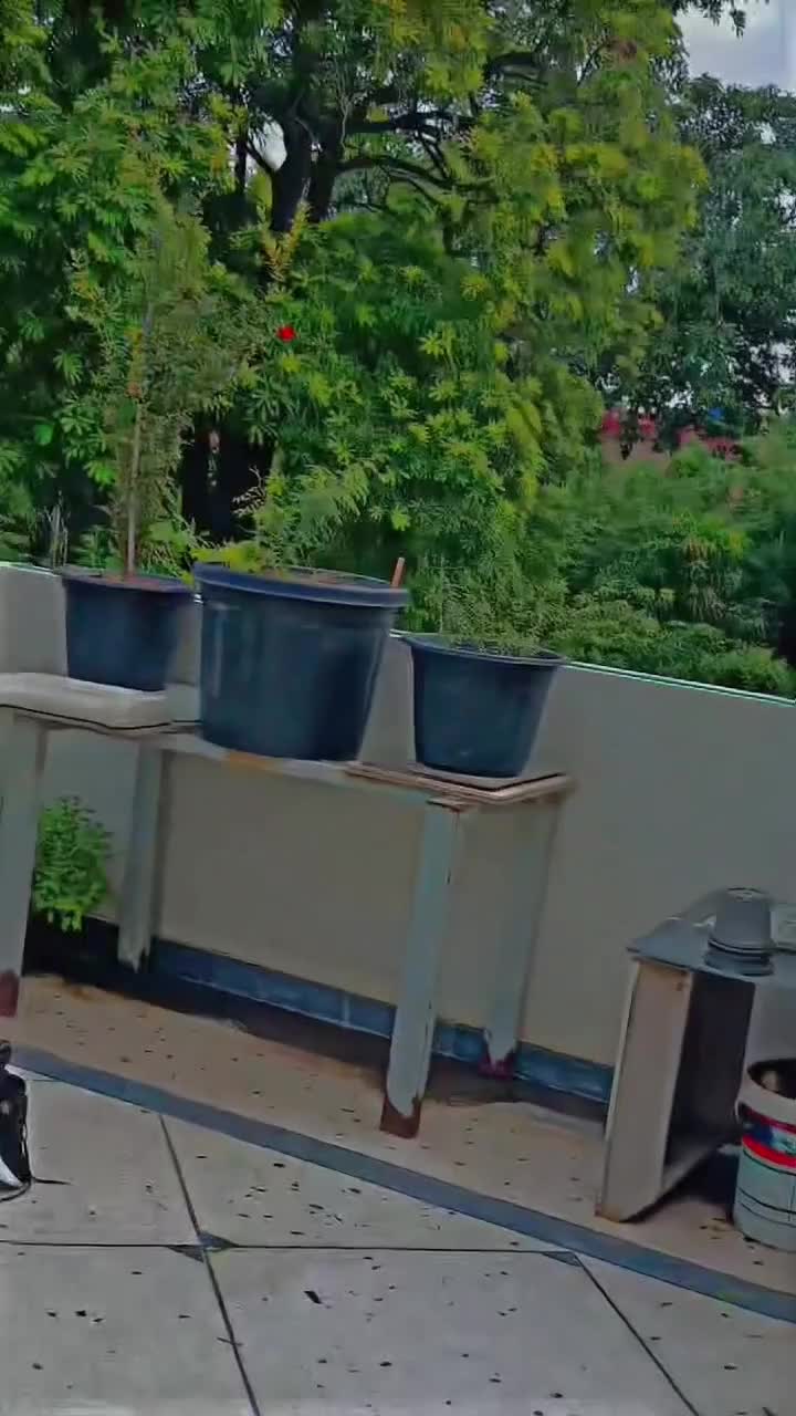 @ミ★𝘊𝘏𝘈𝘔𝘒𝘈𝘕𝘐 𝘒𝘐𝘕𝘎 ★彡