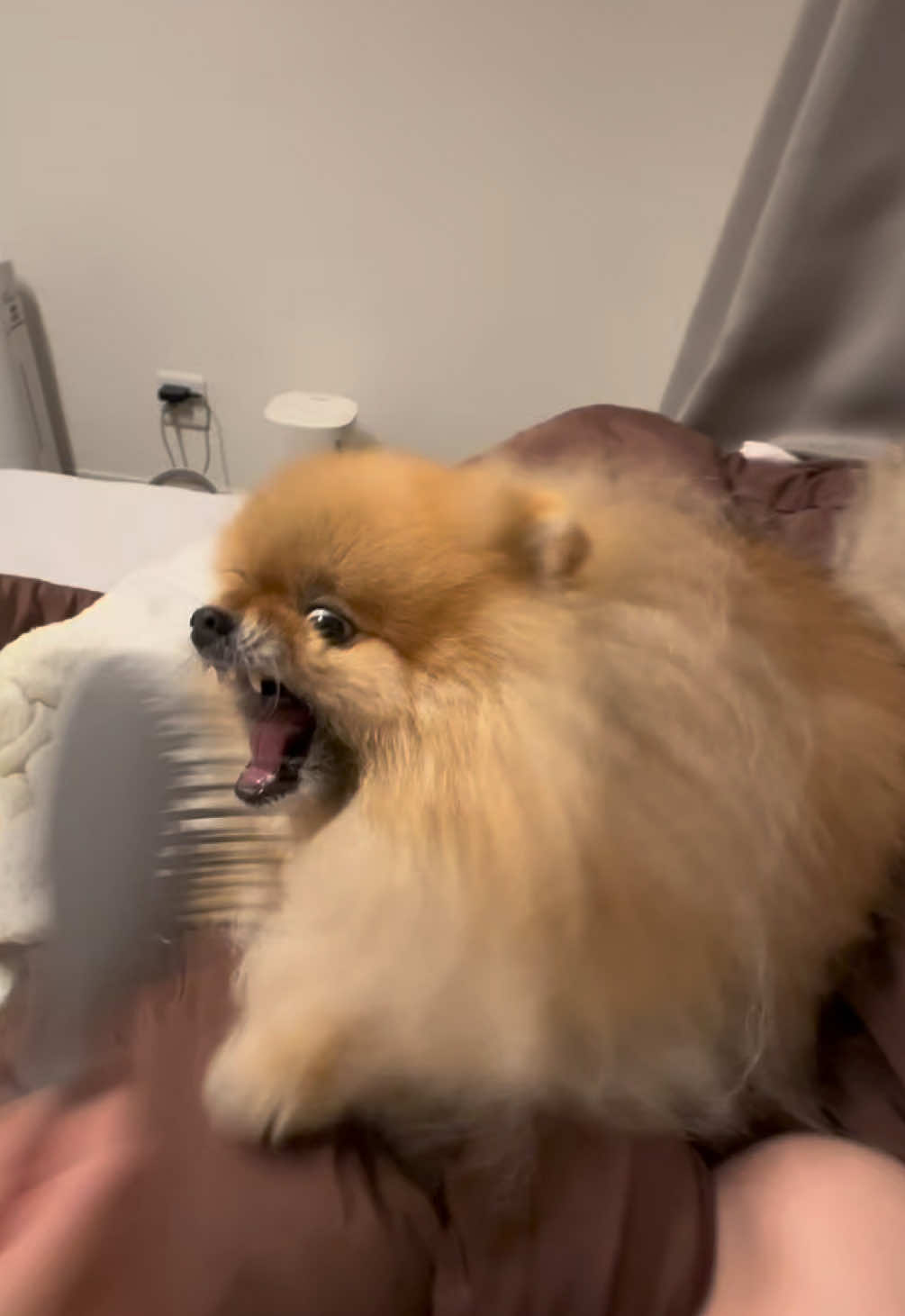 @チャック🐶