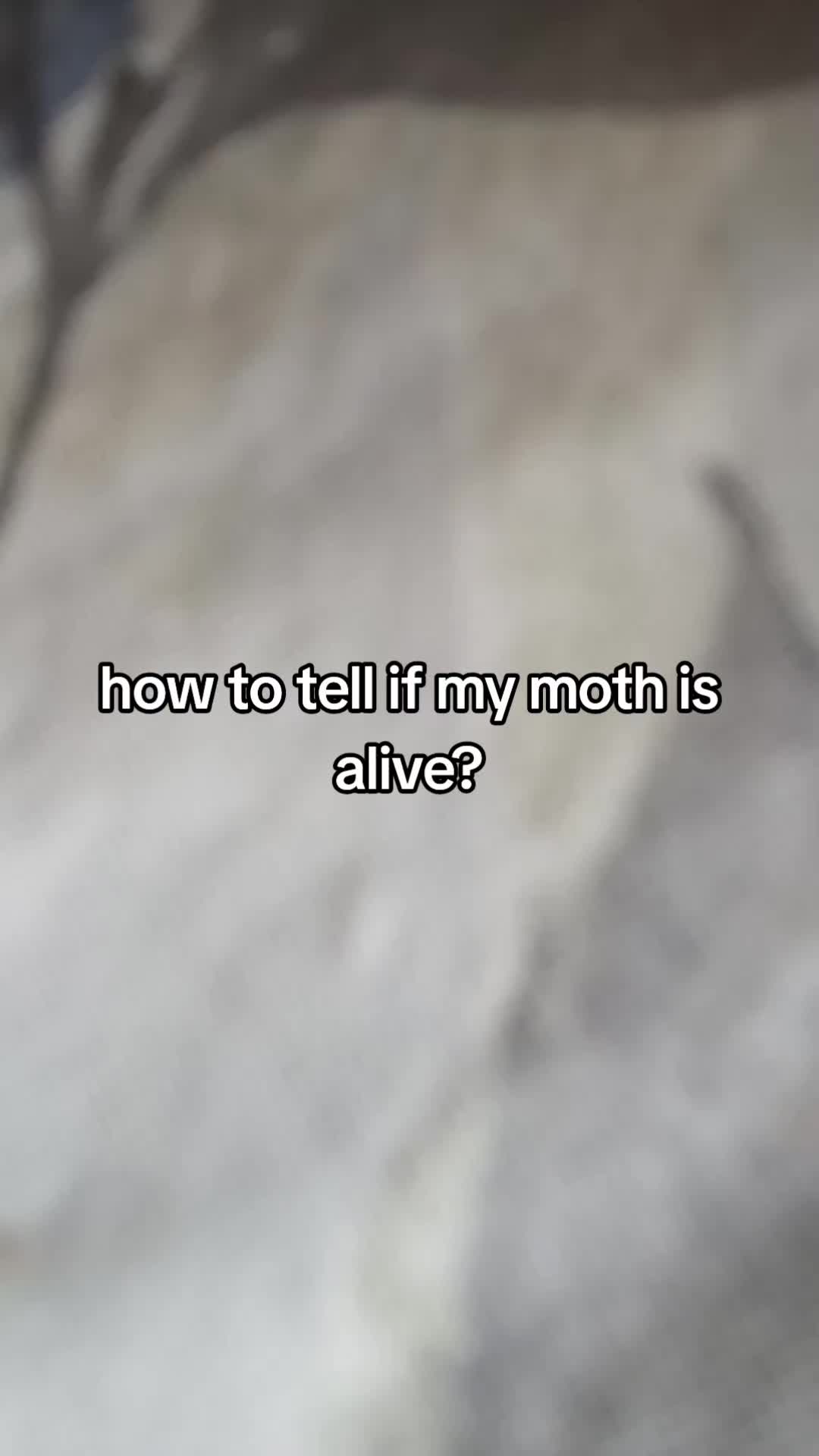 @🖤JayTheSlugcat💙
