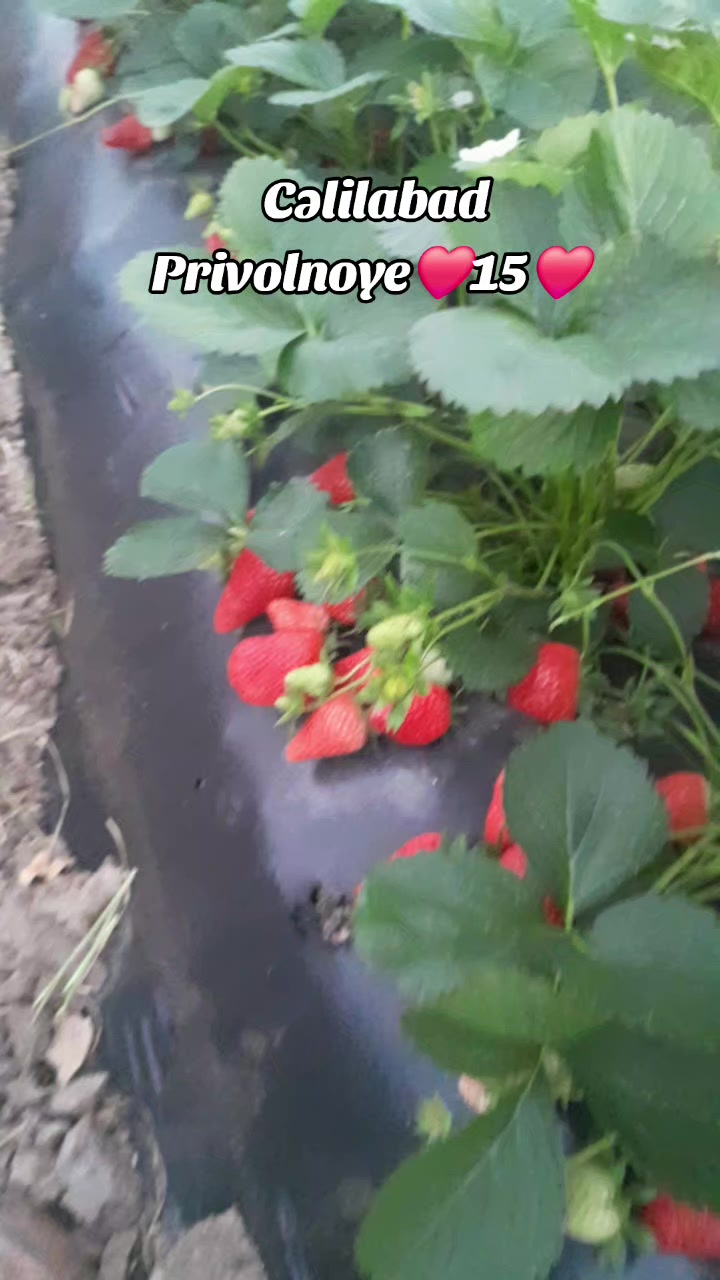 @CƏNUB_CƏLİLABAD