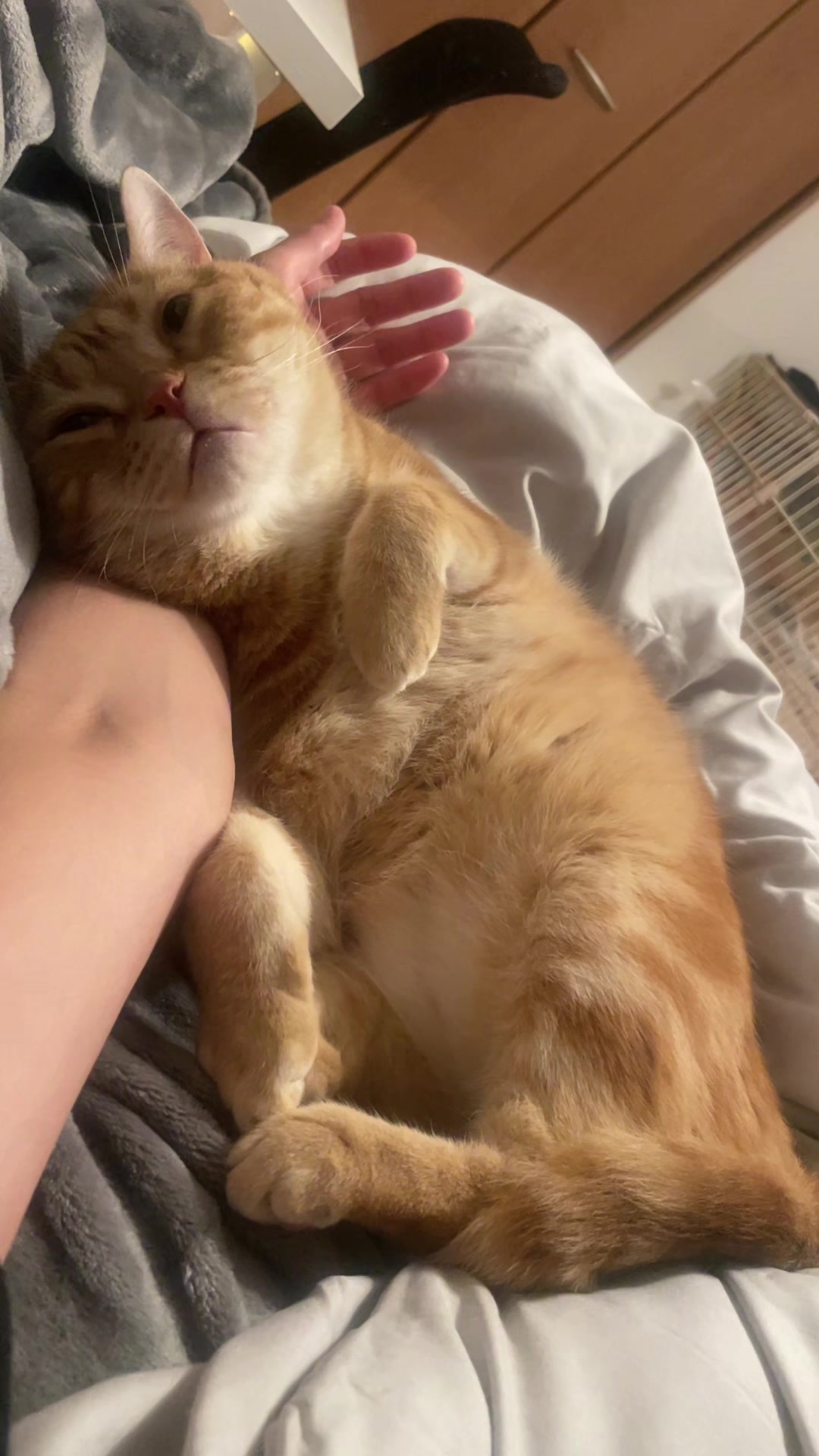 @社会人の猫暮らし🐈あめ