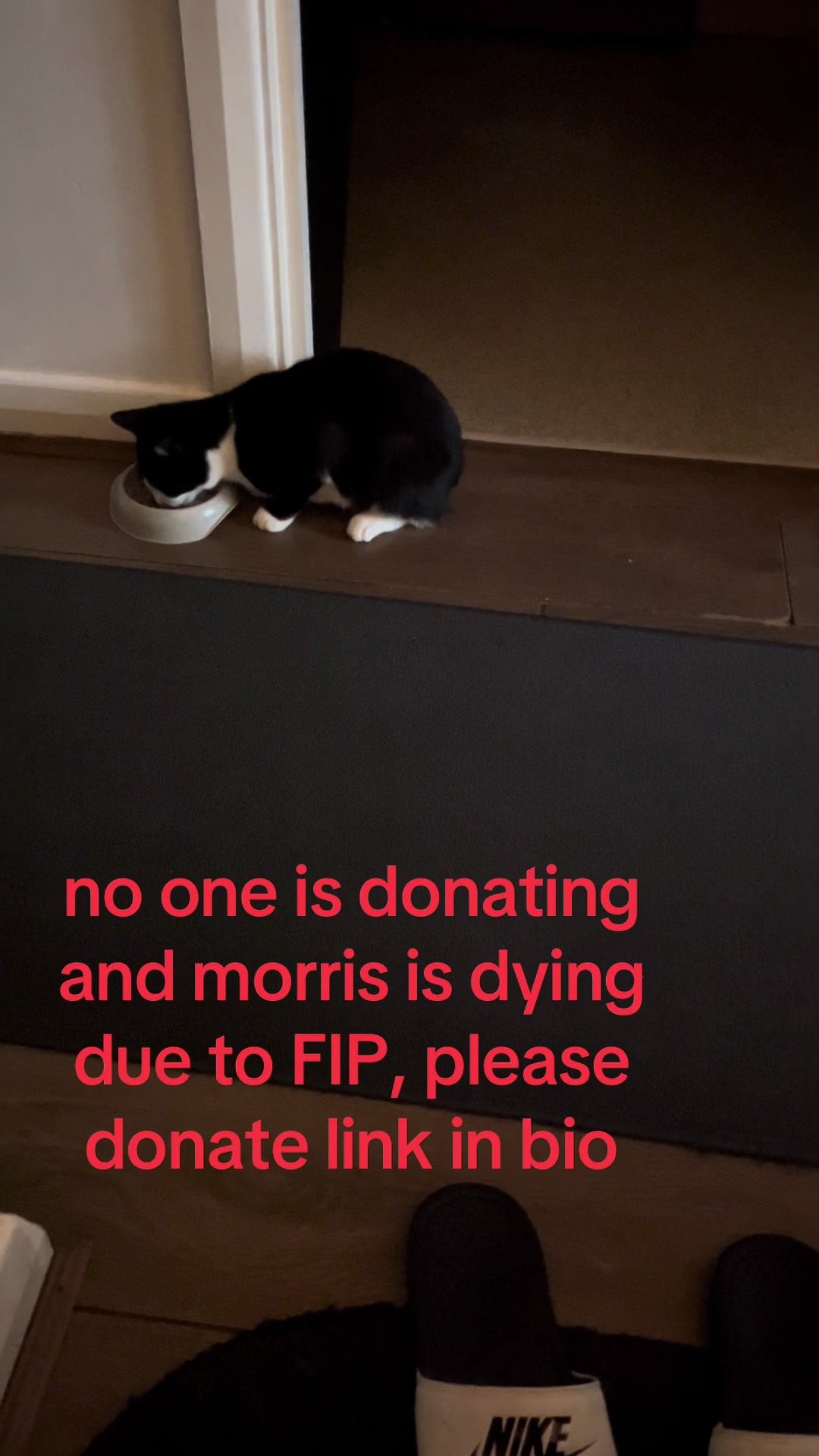 @Save Morris from FIP 🐾❤️&zwj;🩹