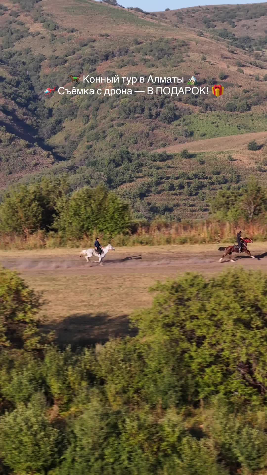 @tulpar_horses