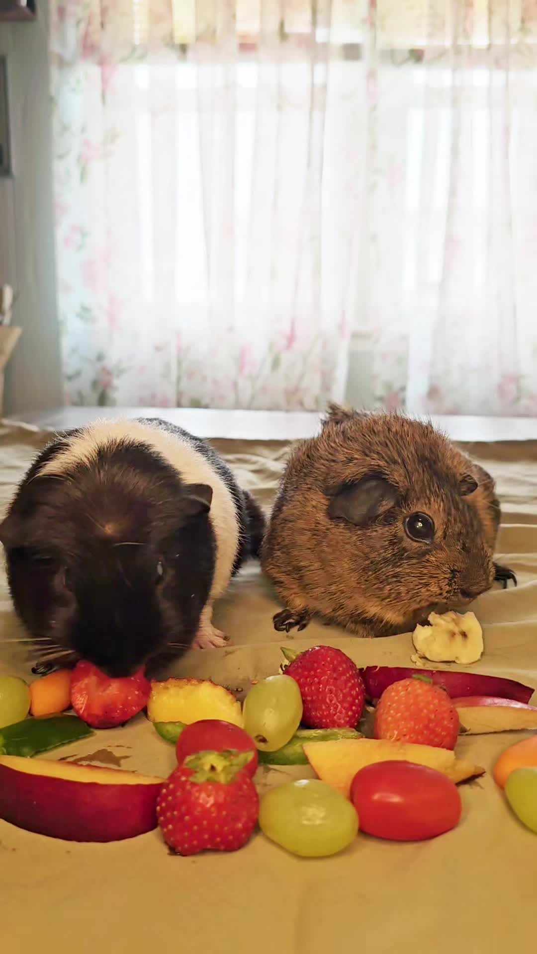@♡GuineaPiggy♡