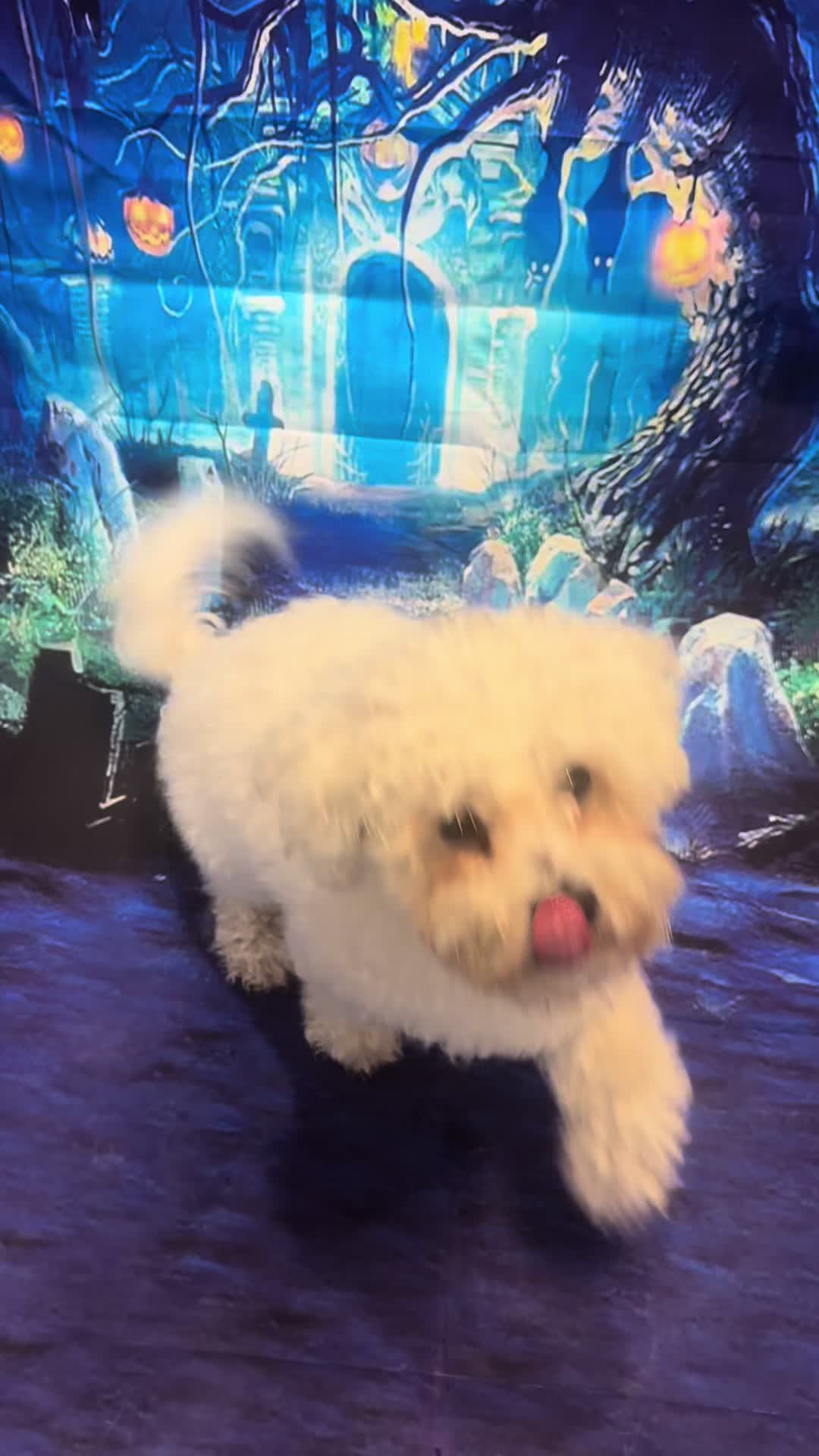 @CheekyCharms🐾