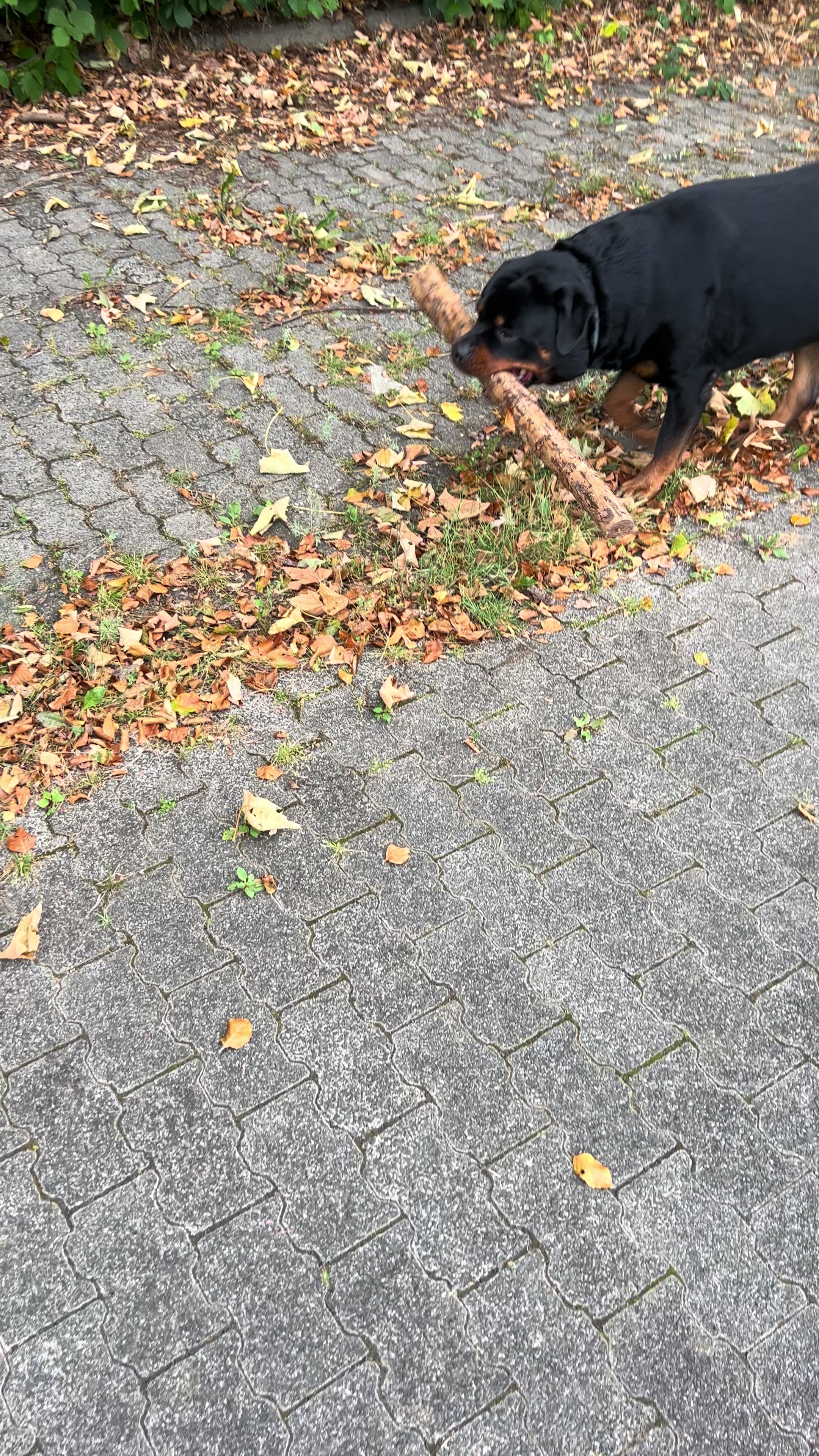 @Lucifer_Rottweiler