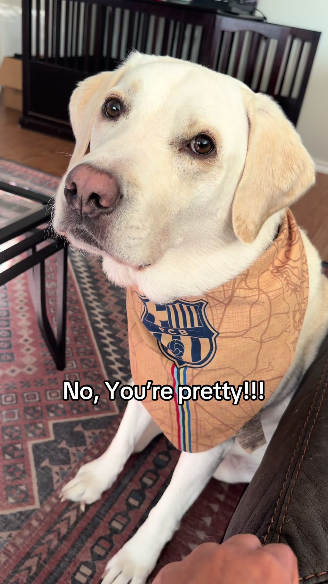 @Buddy_the_lab