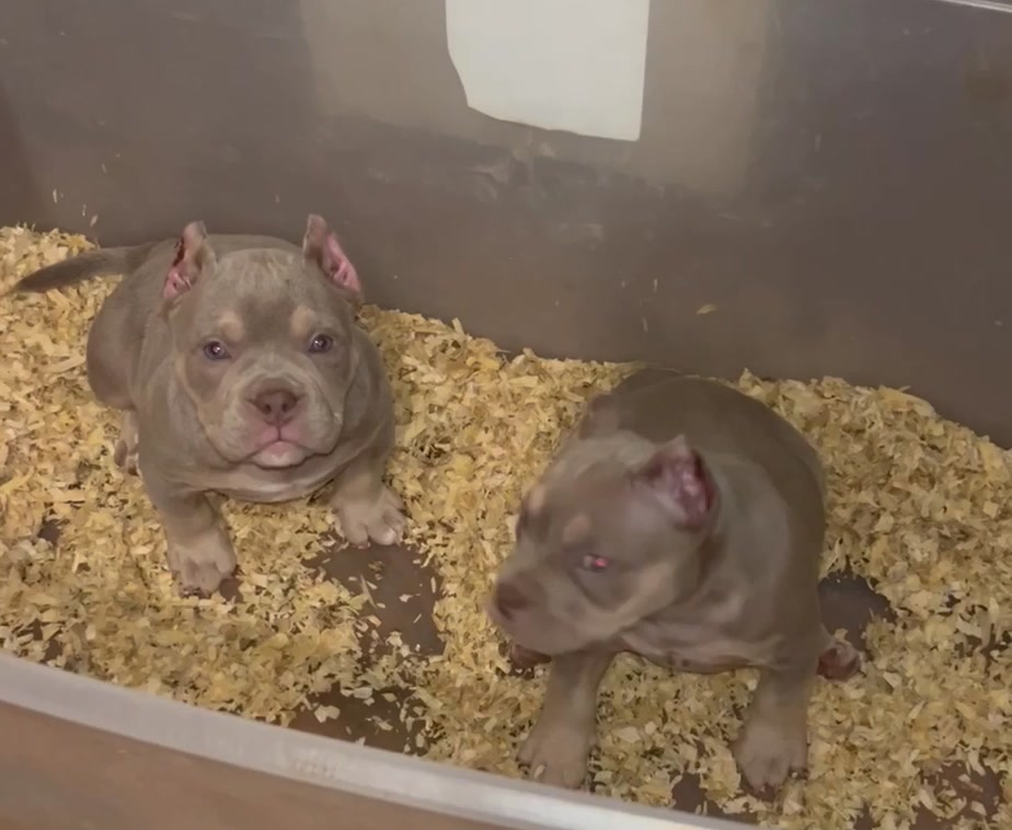 @wildtrikennels