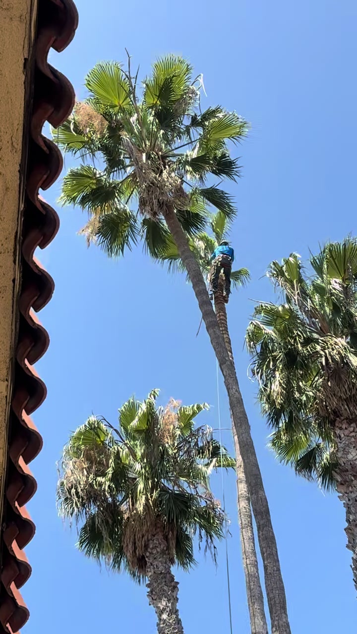 @fidel_treeexperts