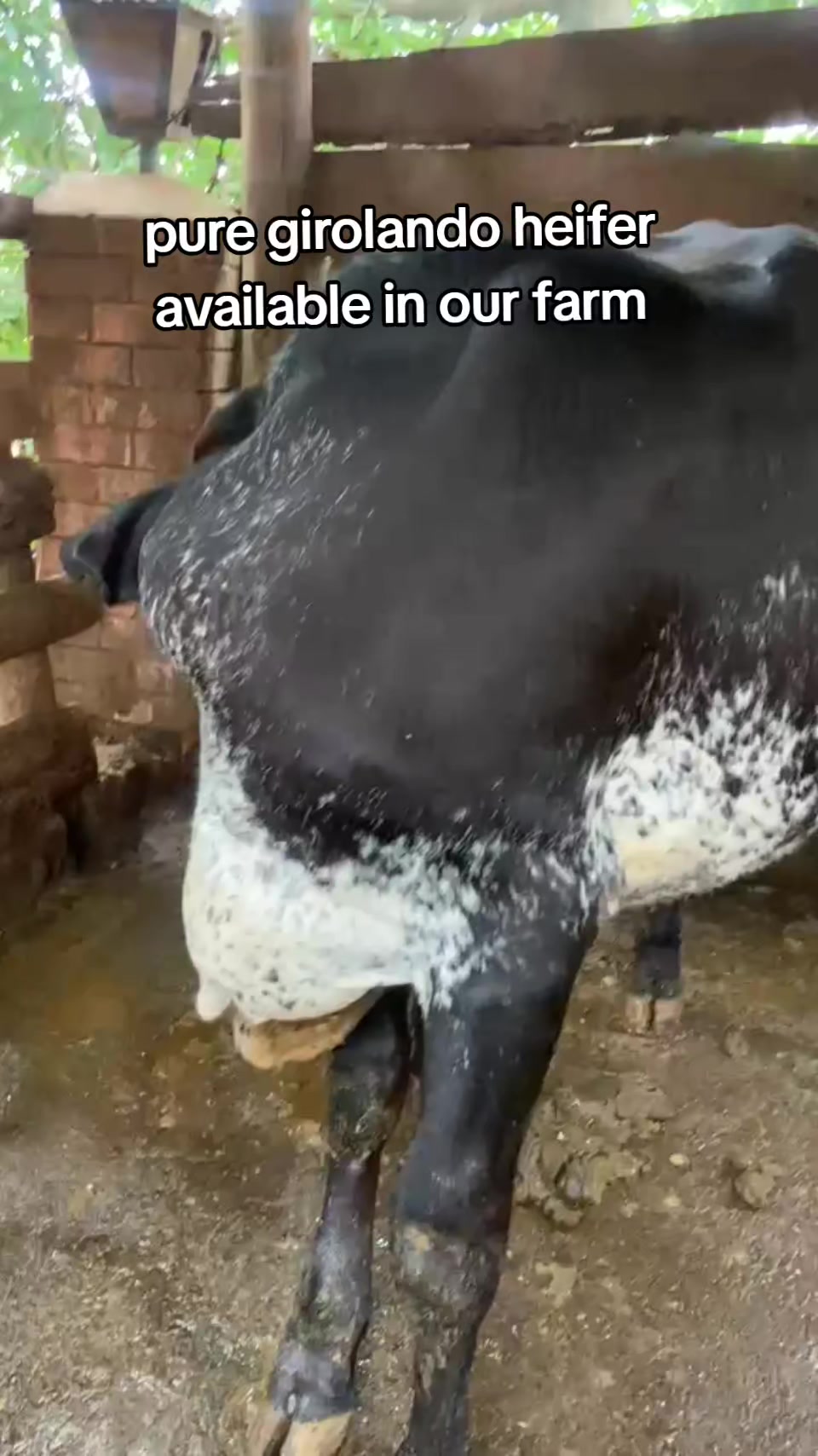 @Daily Dairy Farm Ke