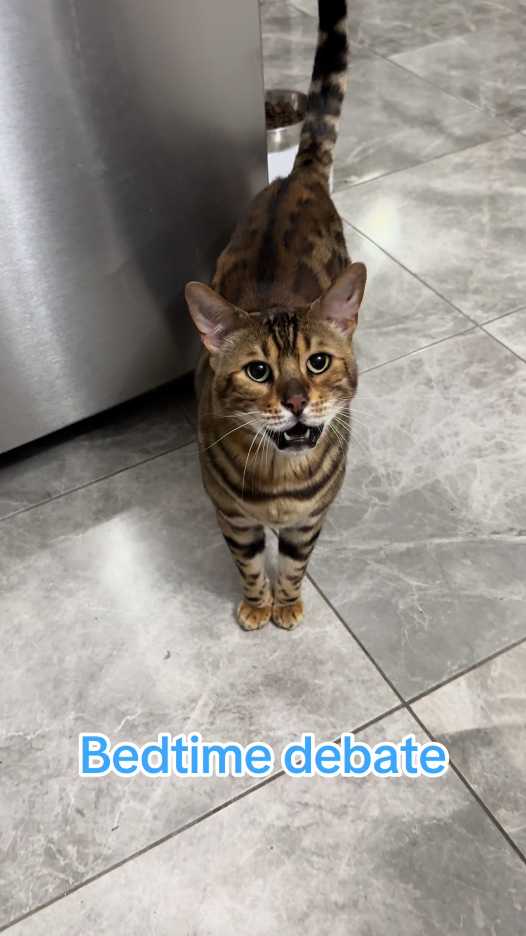 @George_The_Bengal_Cat