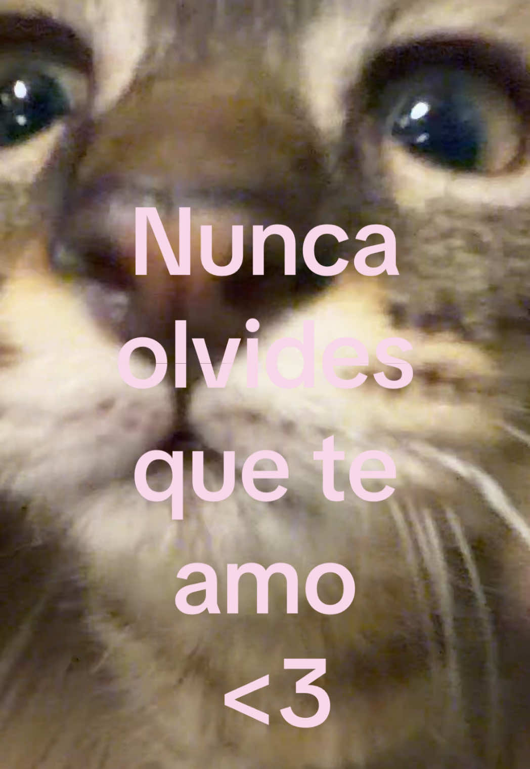 @Francheta 🦢💙