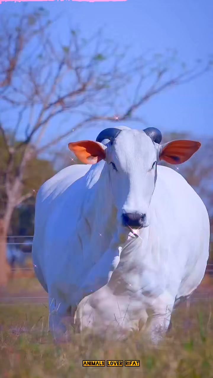 @Animals Lover Rifat