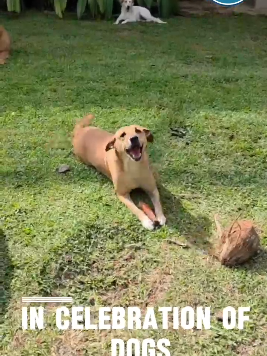 @tailsoffreedomsl