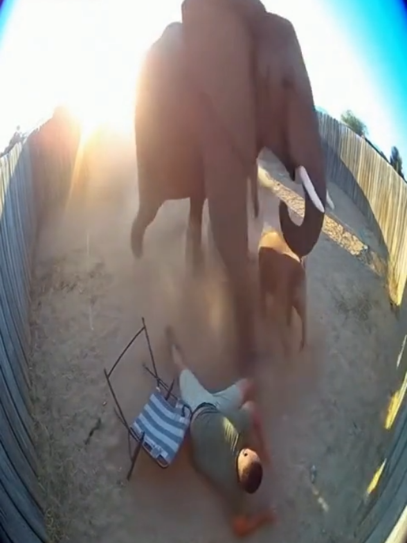 @Animal Stories