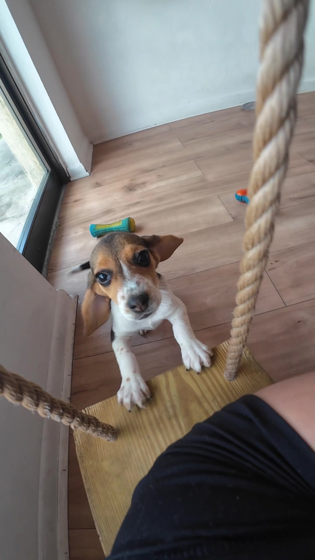 @Puppy City
