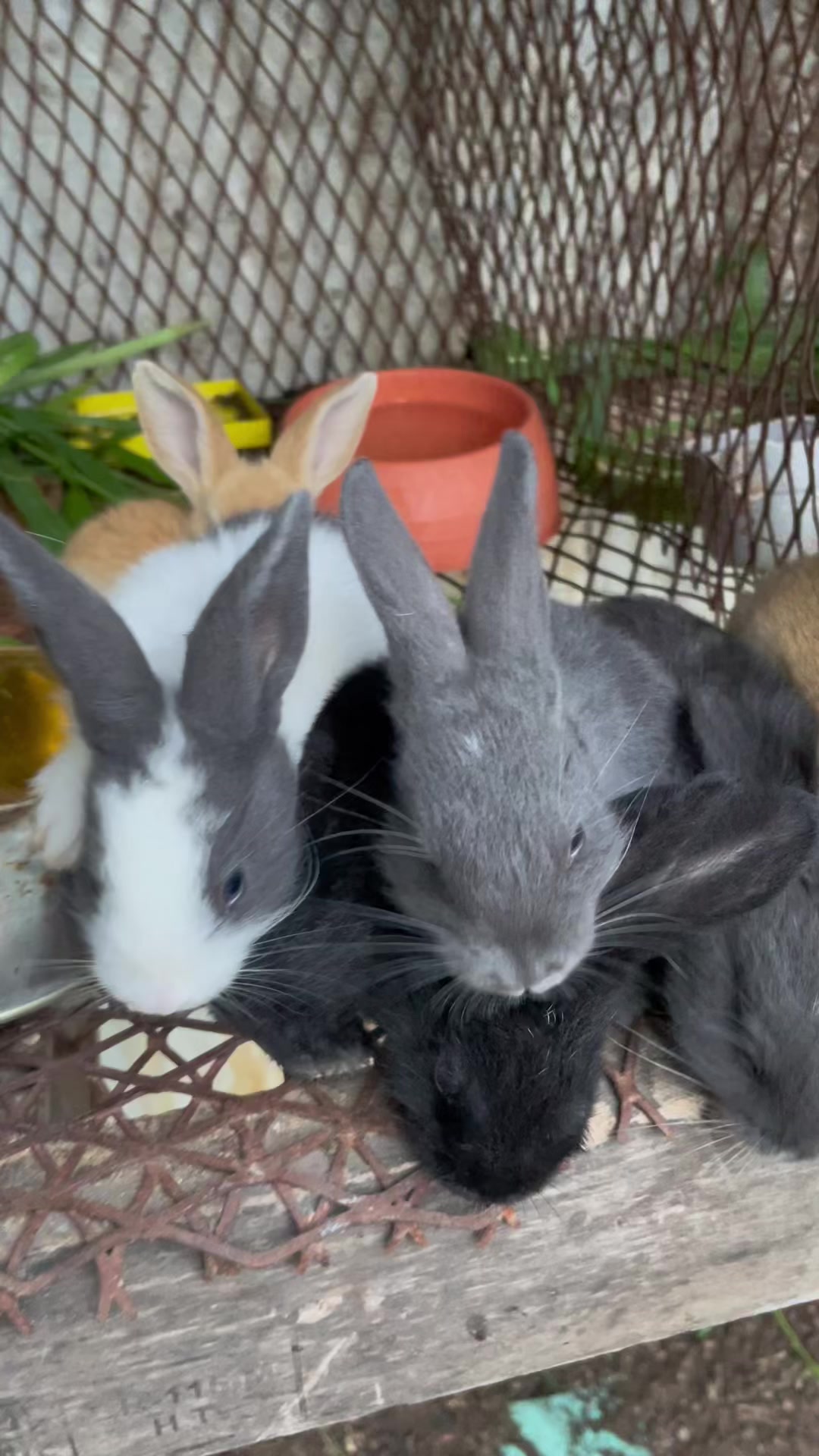 @HappyHoppersRabbitry