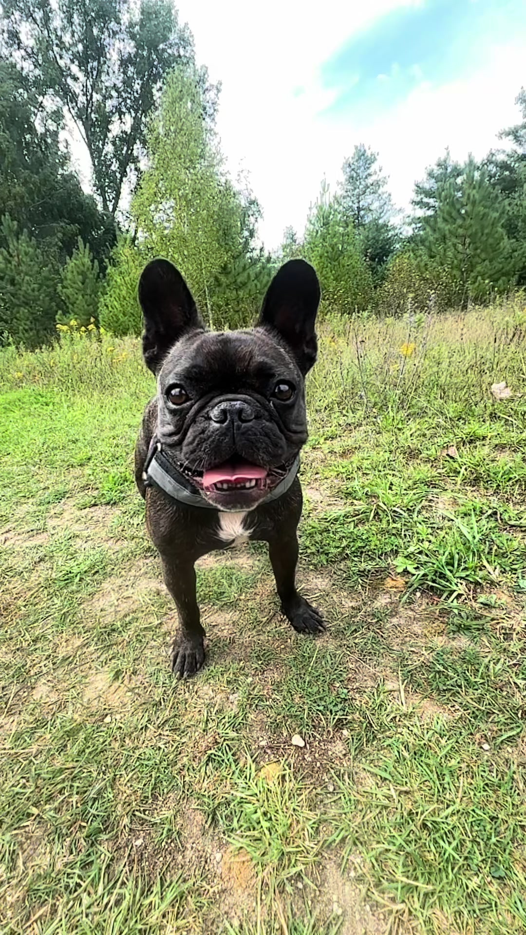 @Lucy the Frenchie