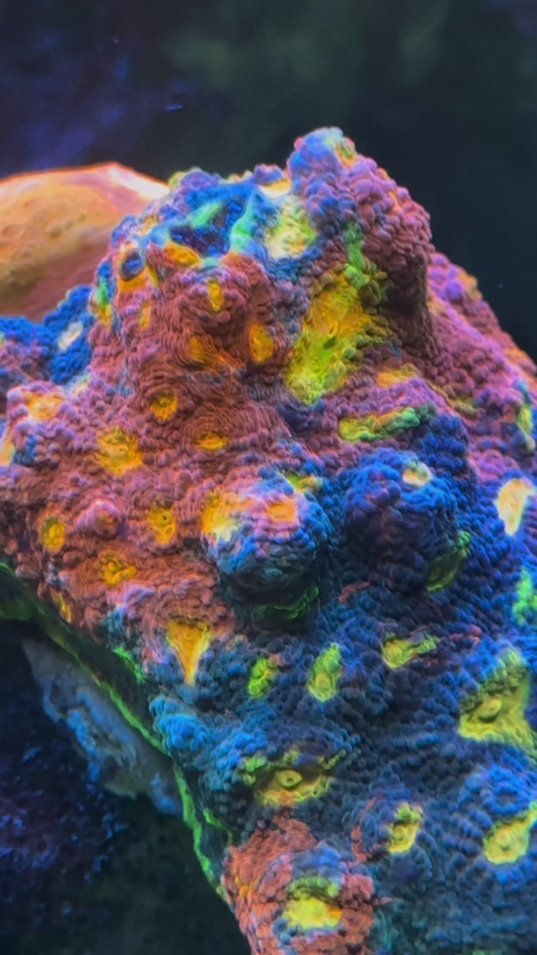 @Palmetto Reef