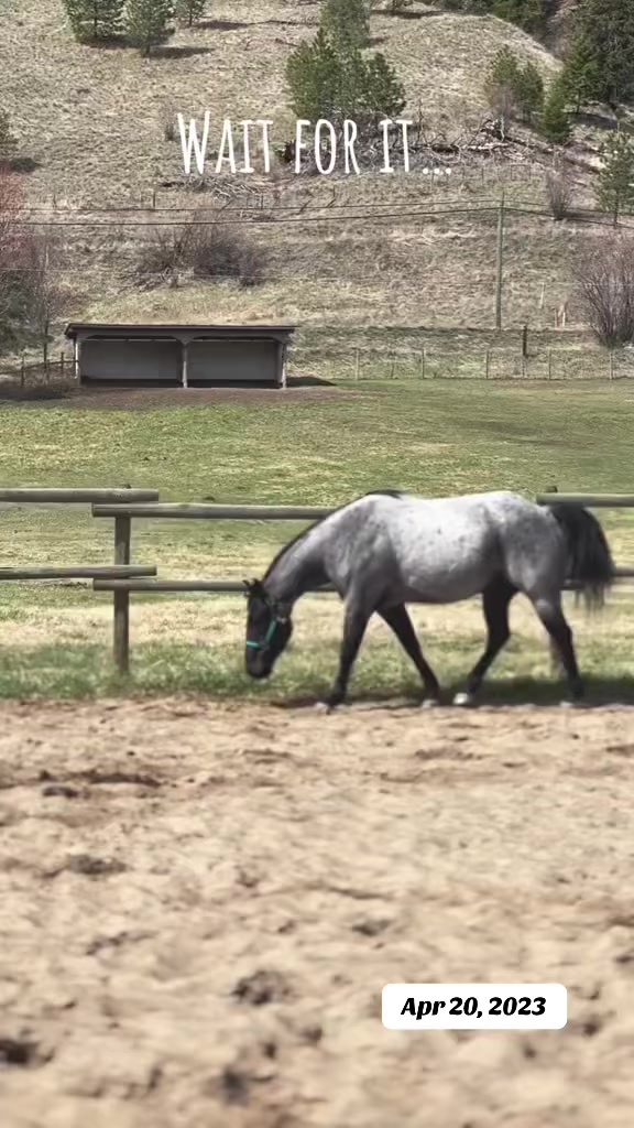 @Rudnik the Roan