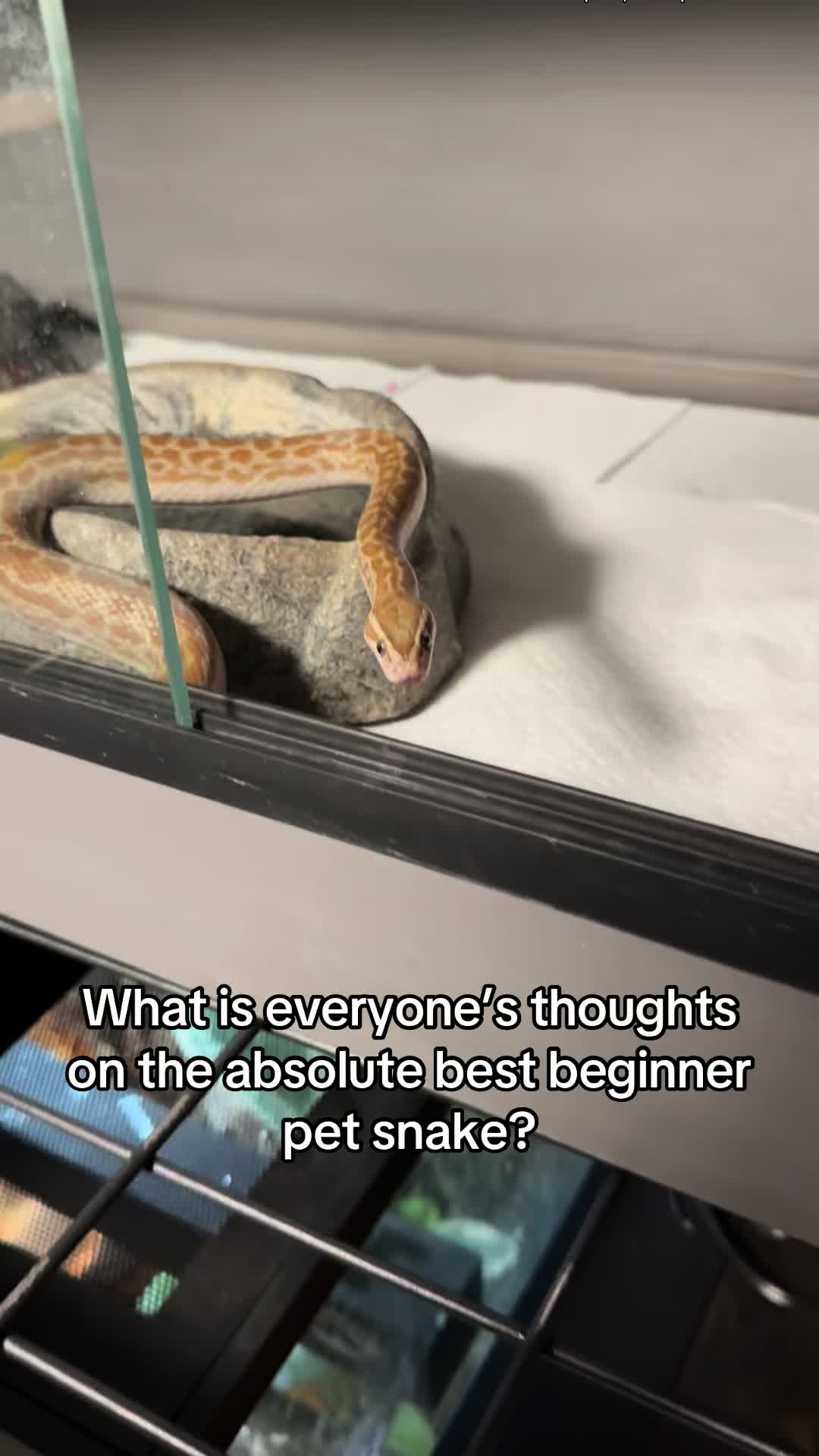 @That Reptile Guy