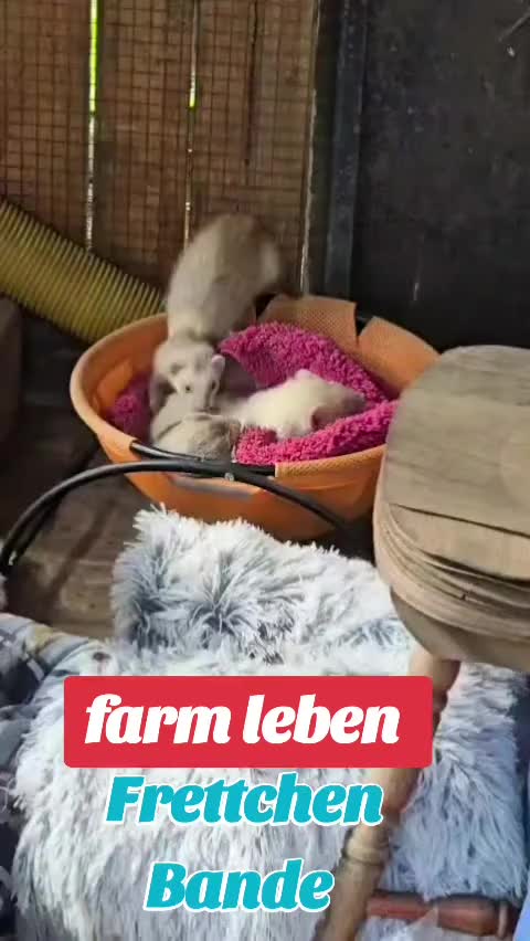 @Farm Leiter