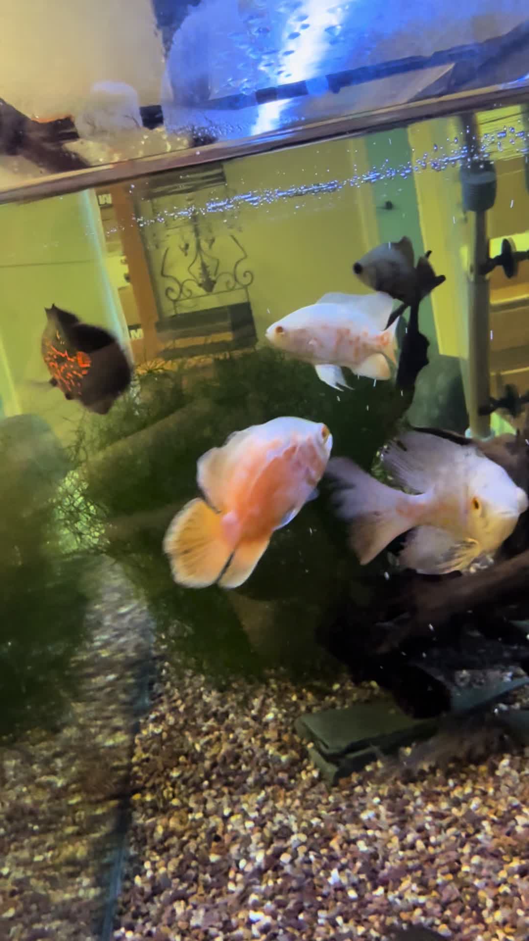 @fishdaddy2002
