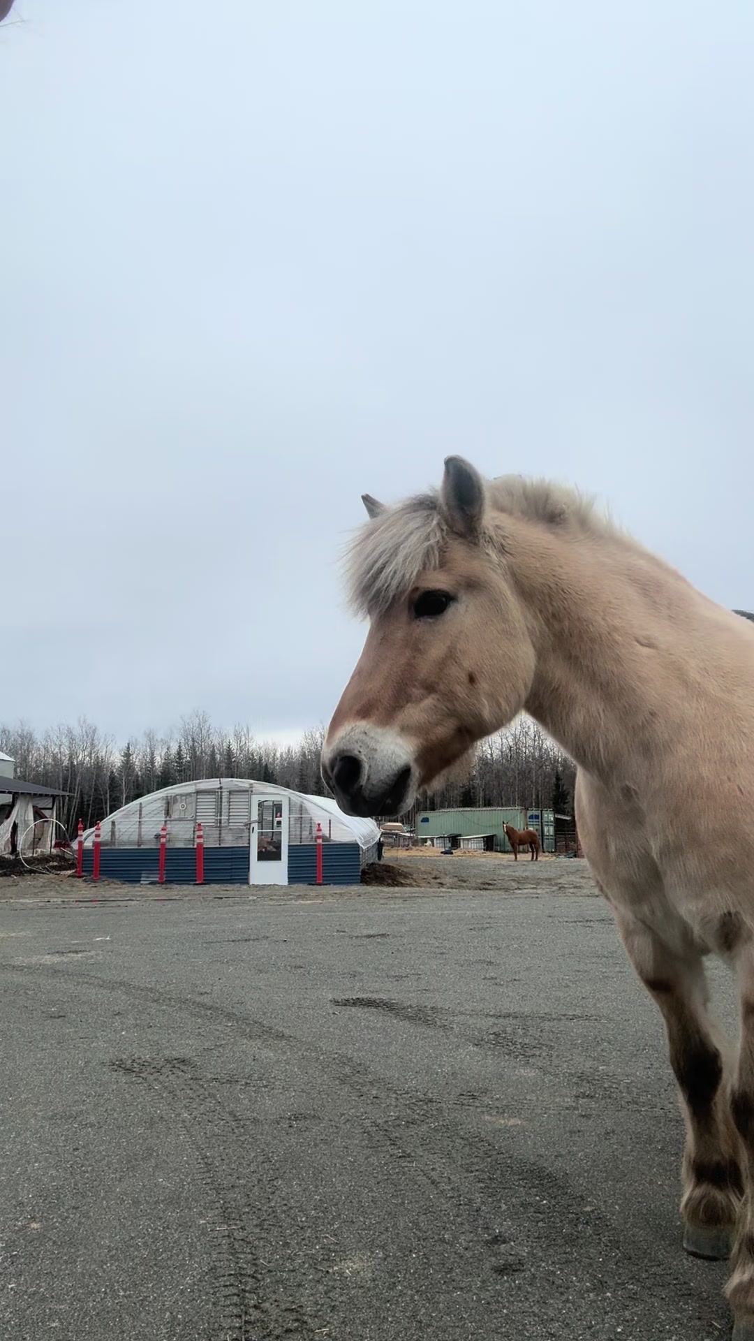 @Homebound Farm & Rescue