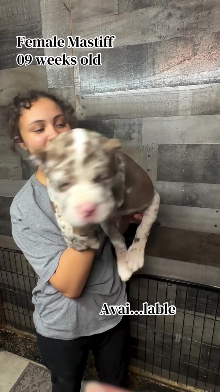 @Andrew cane corso