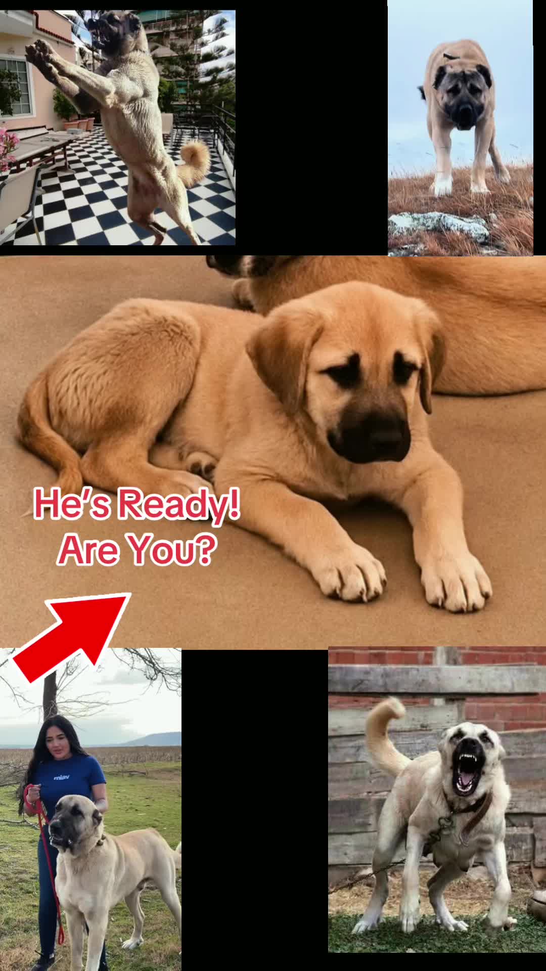 @Ultimate Puppies