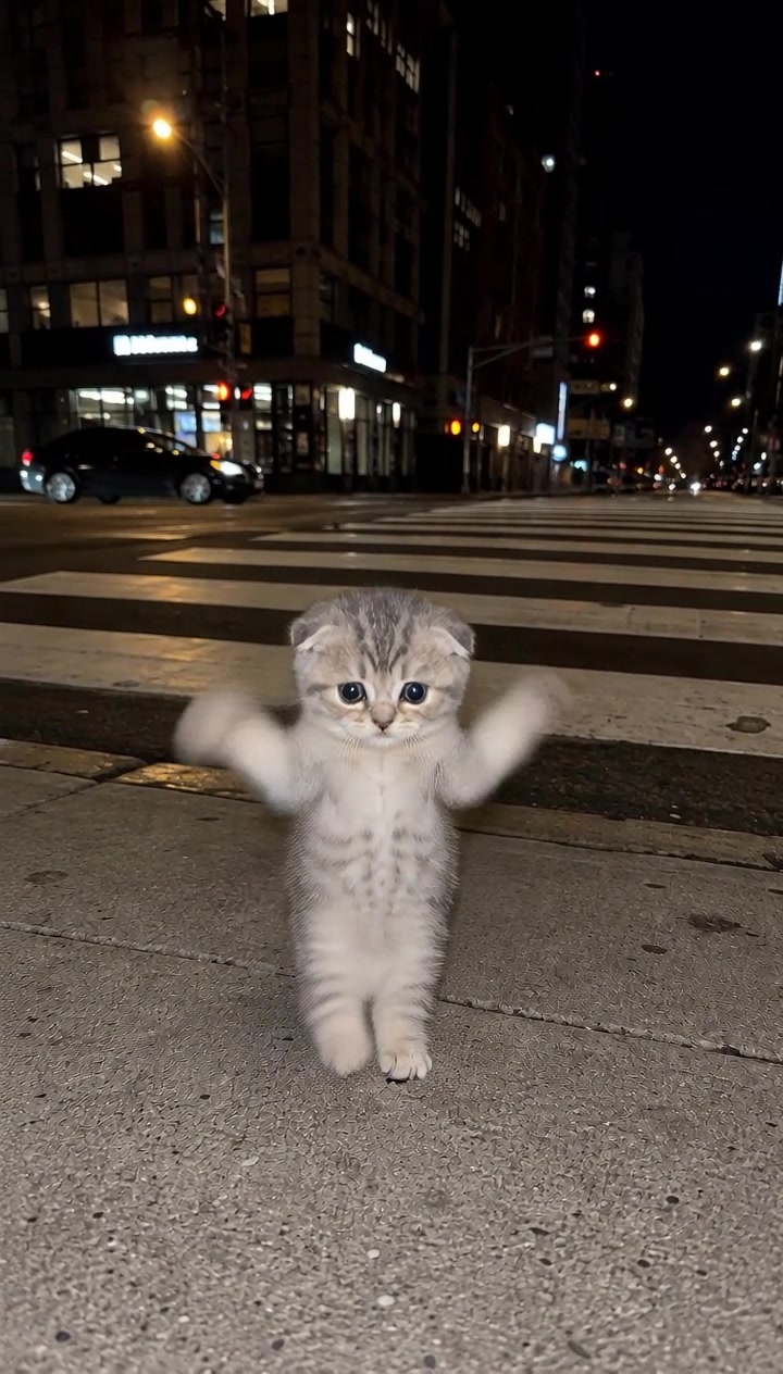 @meowmaxxers