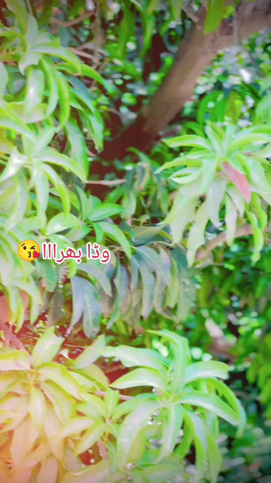@🚩(ملک ثمر)🥀