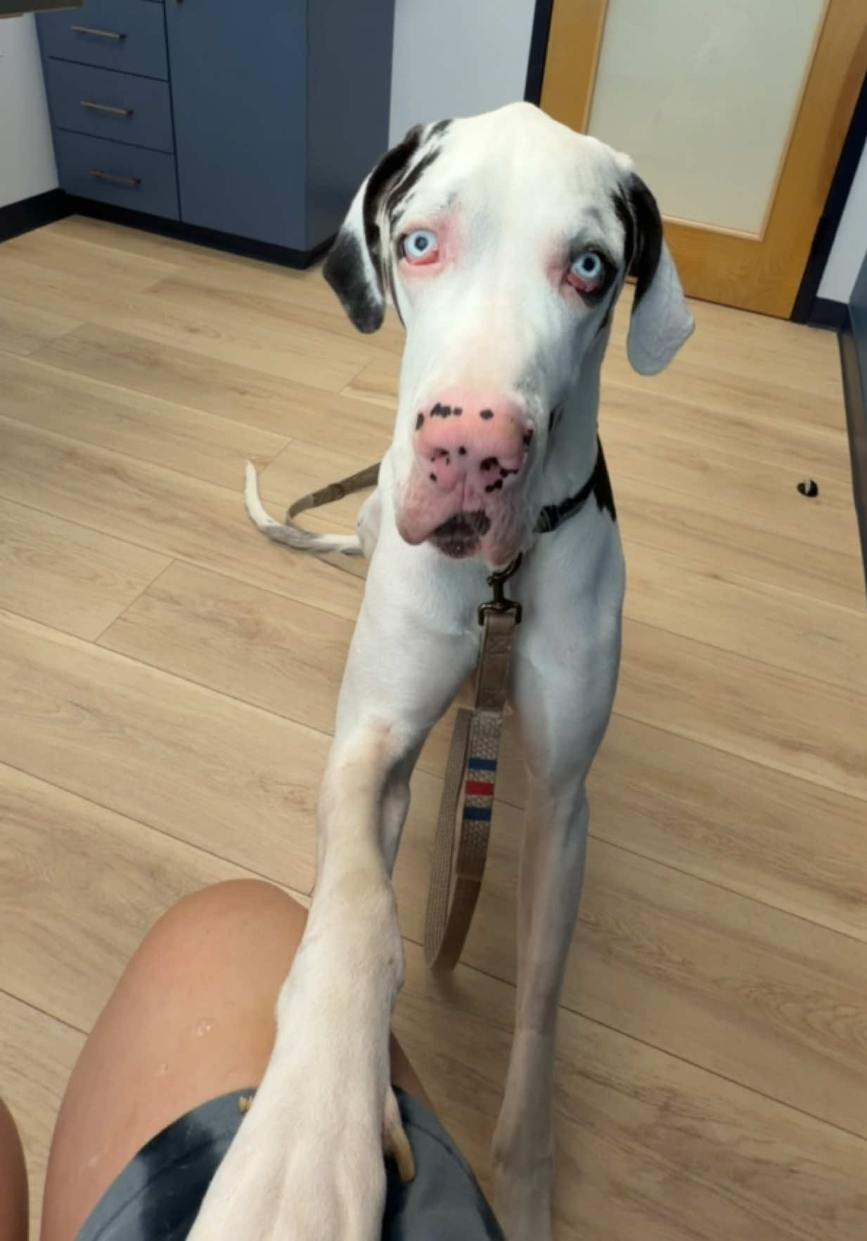 @stonethedane