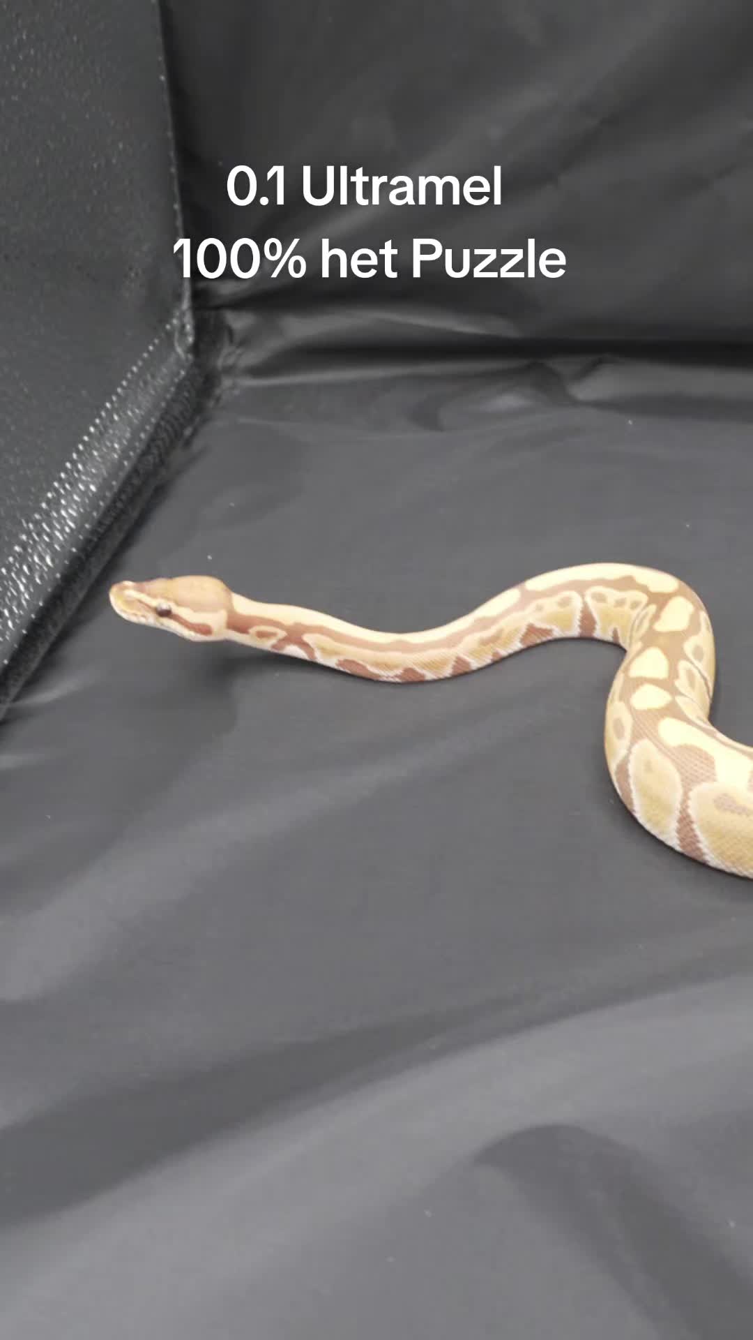 @Proxima Reptilis