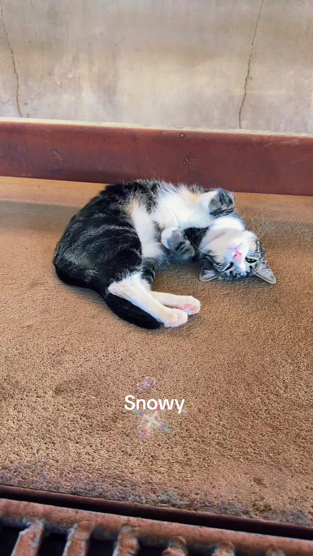 @Amri Gatitos