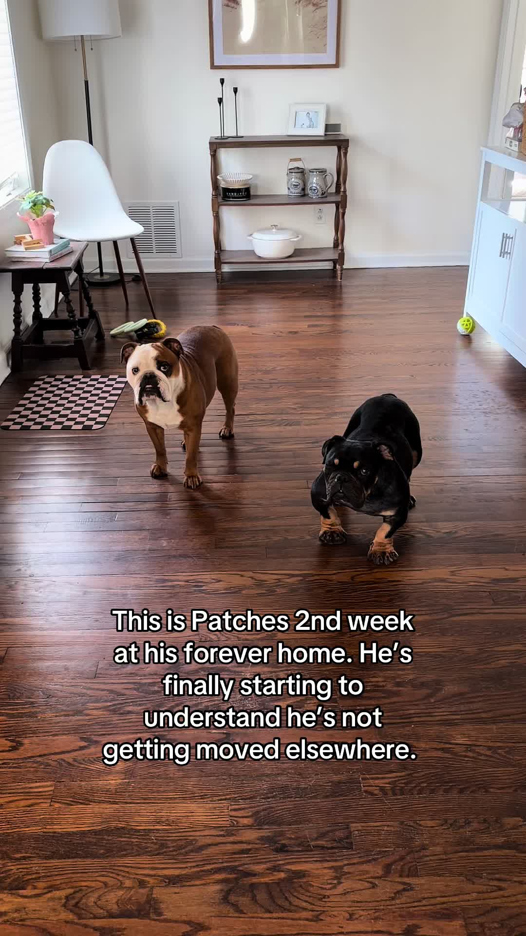 @Poptart The Bulldog